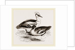 Smews by Anonymous