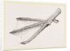 Foot of Merganser by Anonymous