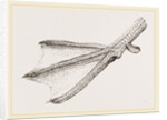 Foot of Merganser by Anonymous