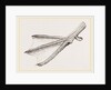 Foot of Merganser by Anonymous