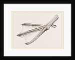 Foot of Merganser by Anonymous