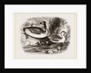 Eared Grebes by Anonymous