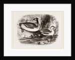 Eared Grebes by Anonymous