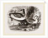 Eared Grebes by Anonymous
