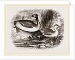 Eared Grebes by Anonymous
