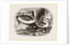 Eared Grebes by Anonymous