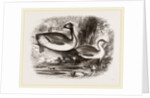 Eared Grebes by Anonymous