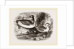 Eared Grebes by Anonymous