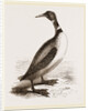 Northern Diver by Anonymous