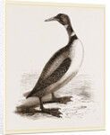Northern Diver by Anonymous