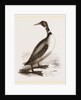 Northern Diver by Anonymous