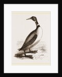 Northern Diver by Anonymous