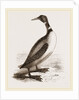Northern Diver by Anonymous