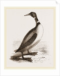 Northern Diver by Anonymous