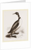 Northern Diver by Anonymous