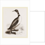 Northern Diver by Anonymous