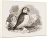 Puffin by Anonymous