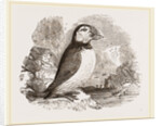 Puffin by Anonymous