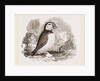 Puffin by Anonymous