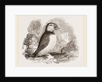Puffin by Anonymous