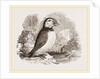 Puffin by Anonymous