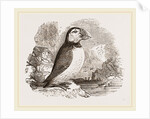Puffin by Anonymous