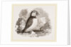 Puffin by Anonymous