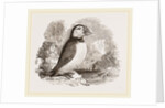 Puffin by Anonymous