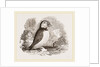 Puffin by Anonymous
