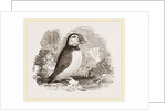 Puffin by Anonymous