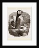 Puffin by Anonymous