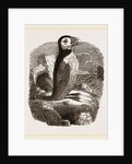 Puffin by Anonymous
