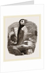 Puffin by Anonymous