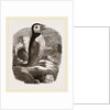 Puffin by Anonymous
