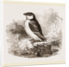 Little Auk by Anonymous