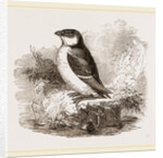 Little Auk by Anonymous