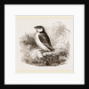 Little Auk by Anonymous