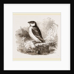 Little Auk by Anonymous