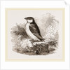 Little Auk by Anonymous
