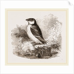 Little Auk by Anonymous