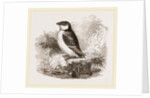 Little Auk by Anonymous