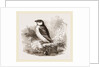 Little Auk by Anonymous