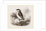 Little Auk by Anonymous