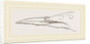 Bill of Guillemot by Anonymous