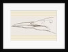 Bill of Guillemot by Anonymous