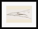 Bill of Guillemot by Anonymous