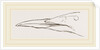 Bill of Guillemot by Anonymous