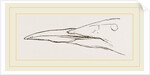 Bill of Guillemot by Anonymous