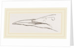 Bill of Guillemot by Anonymous