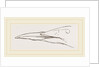 Bill of Guillemot by Anonymous
